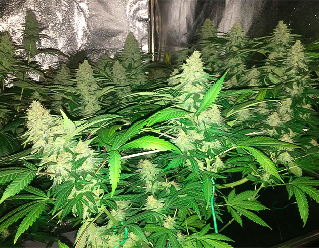 Крупные и смолистые шишки Шишки Grandaddy Purple на 10 неделе