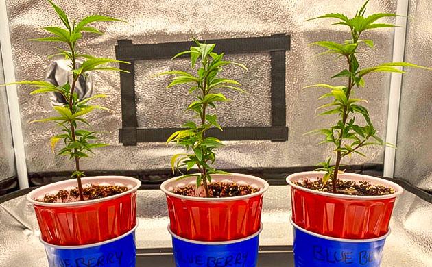 Уход за молодой коноплей Blueberry Muffin Подкормка и уход за клонами Blueberry Muffin