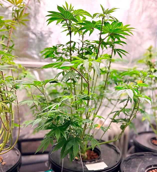 Roze Runtz на 10 - 11 неделе роста