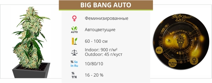 описание сорта Big Bang Auto