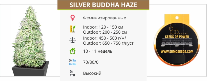 Silver Buddha Haze