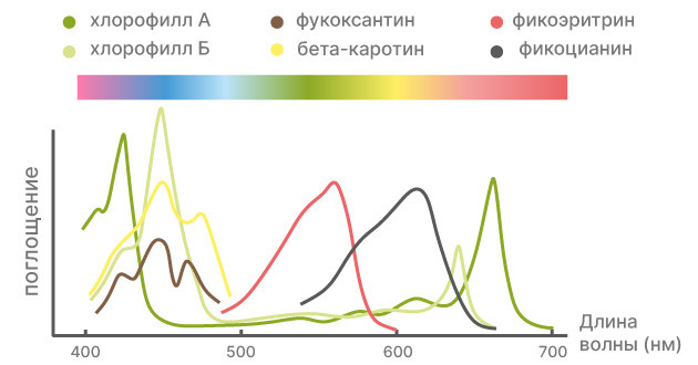 Эффектные цвета спектра для повышения урожайности каннабиса Цвета спектра, оказывающие существенное влияние на урожайность каннабиса