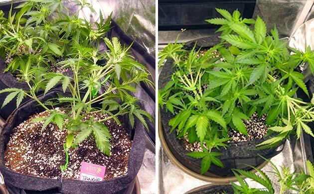 Каннабис на первой неделе цветения после топпинга