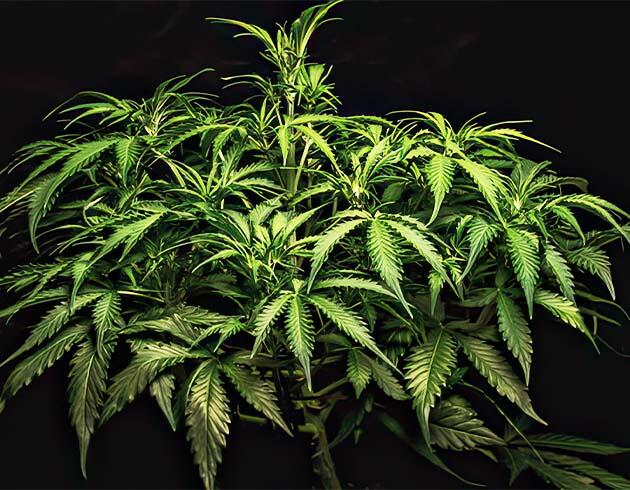 Здоровый куст марихуаны на пороге цветения