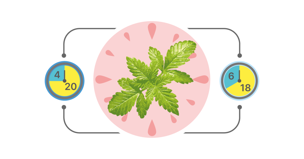 Идеальные режимы освещения для автоцветов 20 либо 18 часов света