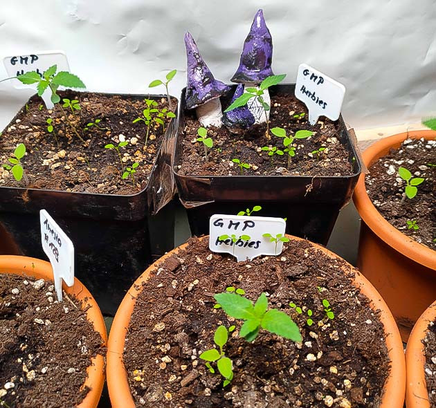 Пересадка конопли в новый бокс