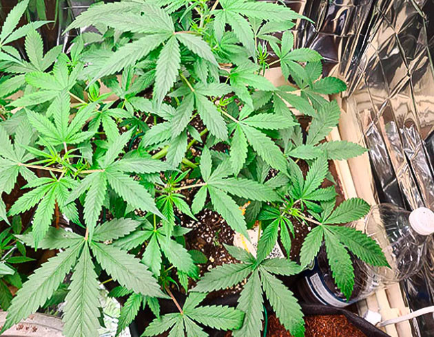 Полив марихуаны