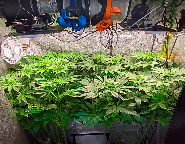 Цветение Blue Gelato 41: проблемы с ростом и их решение Конопля в цветении: стабилизация pH и рост