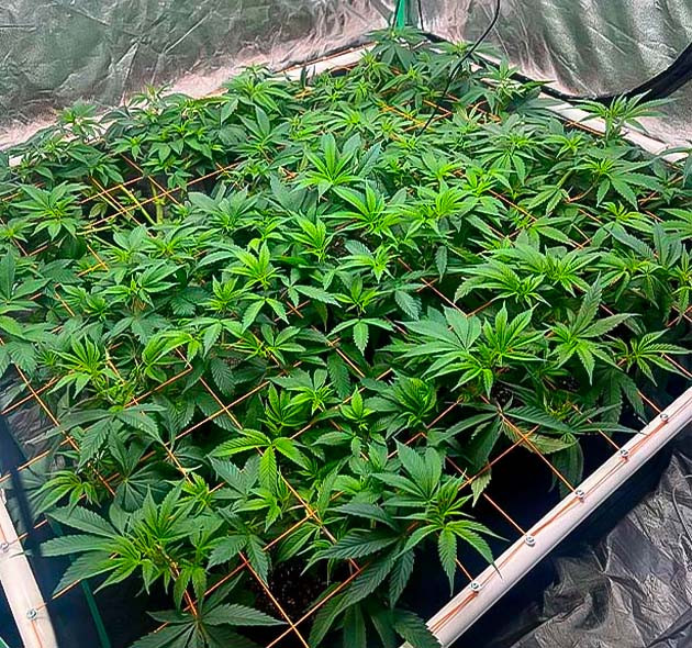 Конопля под сеткой ScrOG