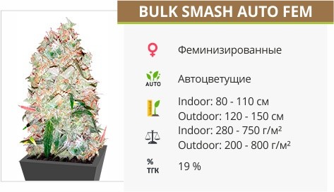 Сорт конопли Bulk Smash Auto Bulk Smash Auto fem от Dr. Krippling Seeds