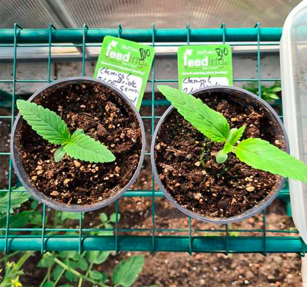 Проращивание семян и 1 неделя выращивания 2 ростка после проращивания