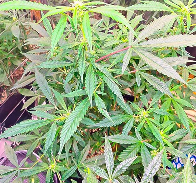 8 неделя роста Auto Orange Bud