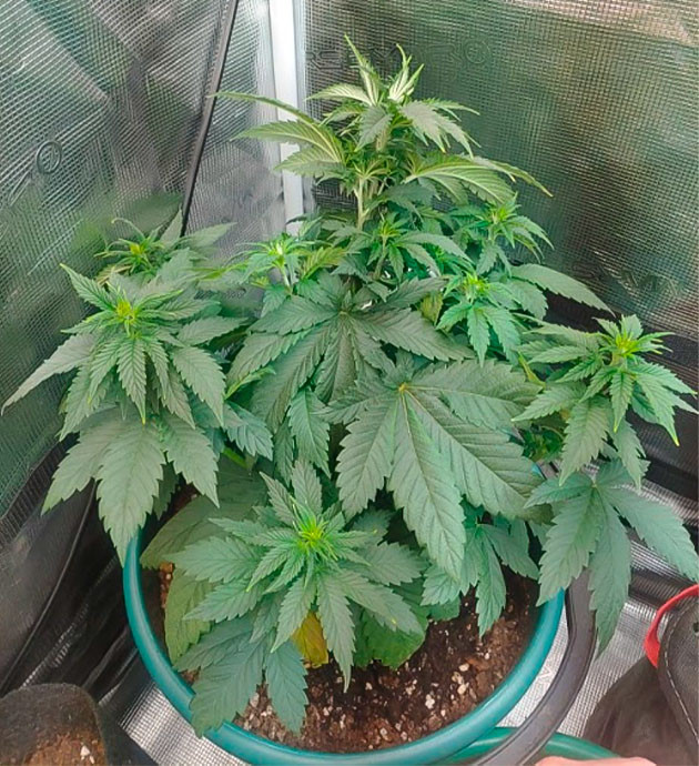 Blueberry OG: плавный переход на цветение