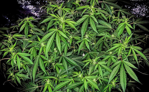 Марихуана на 11 неделе роста