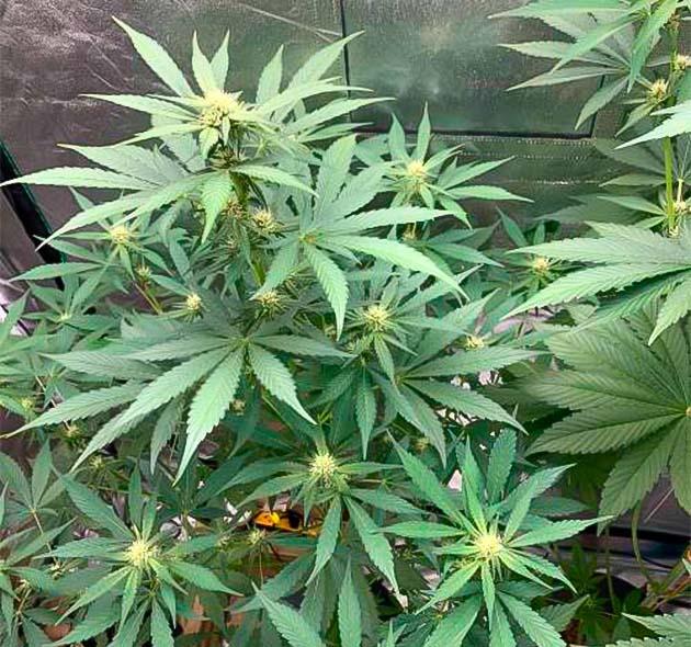 Purple Lemonade Auto в фазе цветения