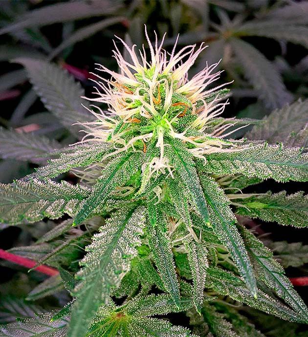 Цветение марихуаны и появление бутонов Соцветие Grandaddy Purple на 7 неделе выращивания