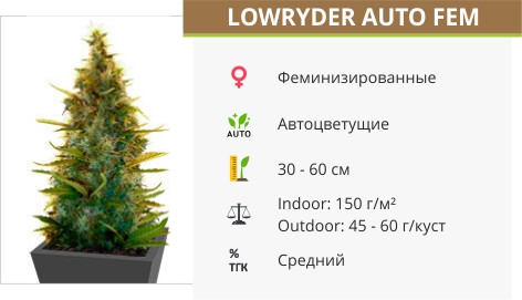 Lowryder auto от Doctor`s Choise