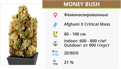 описание сорта Money Bush