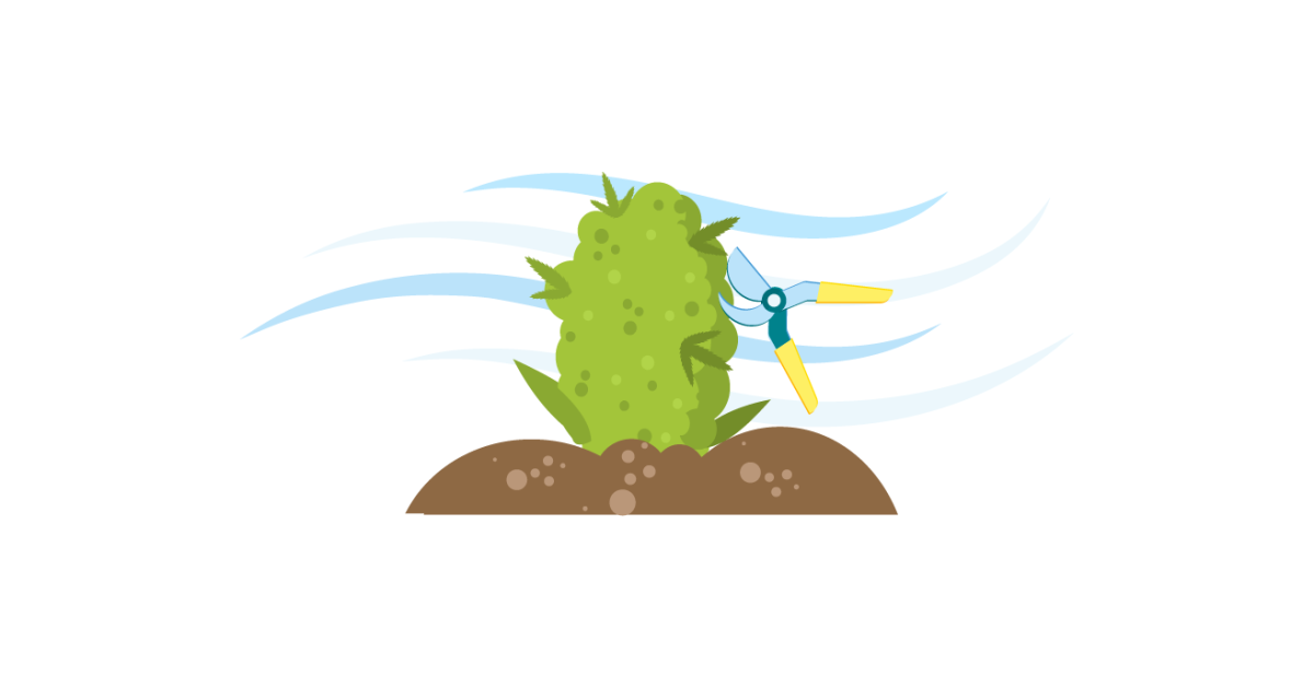 Активное цветение в аутдоре