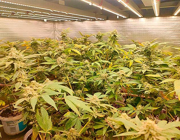 Подготовка к харвесту конопли