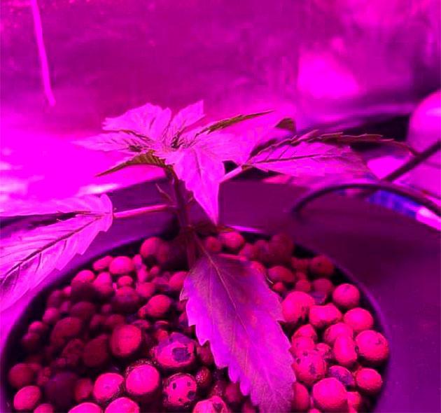 Purple Lemonade Auto на второй неделе вегетации