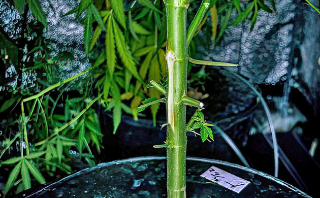 Куст конопли после сильной обрезки перед цветением