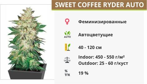 Сорт конопли Sweet Coffee Ryder auto Sweet Coffee Ryder auto fem (World of Seeds)