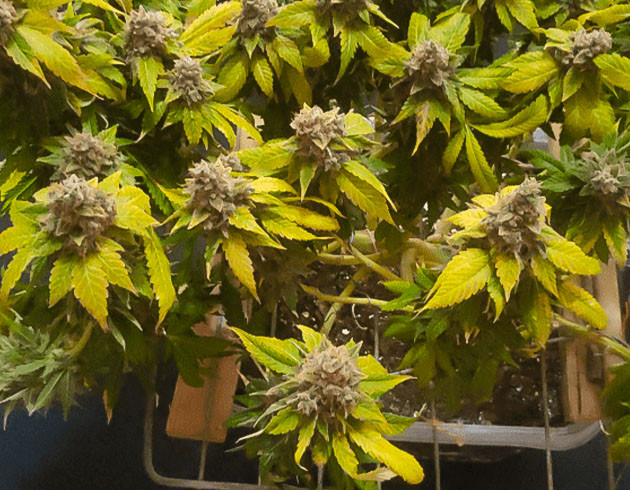 17 неделя выращивания каннабиса