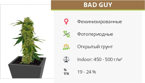 Bad Guy fem от UKHTA420