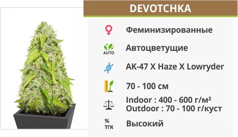 Devotchka auto (Doctor’s Choise)