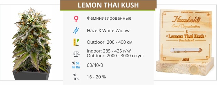 Lemon Thai Kush