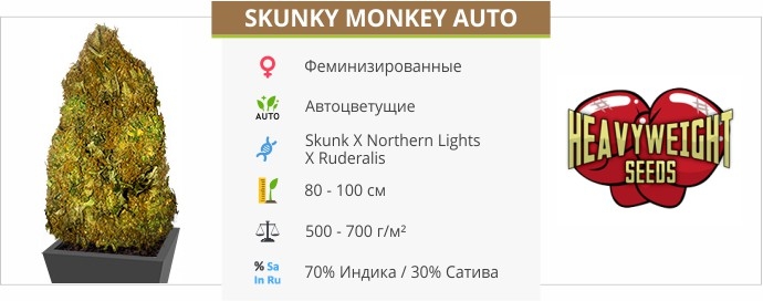 описание сорта Skunky Monkey Auto