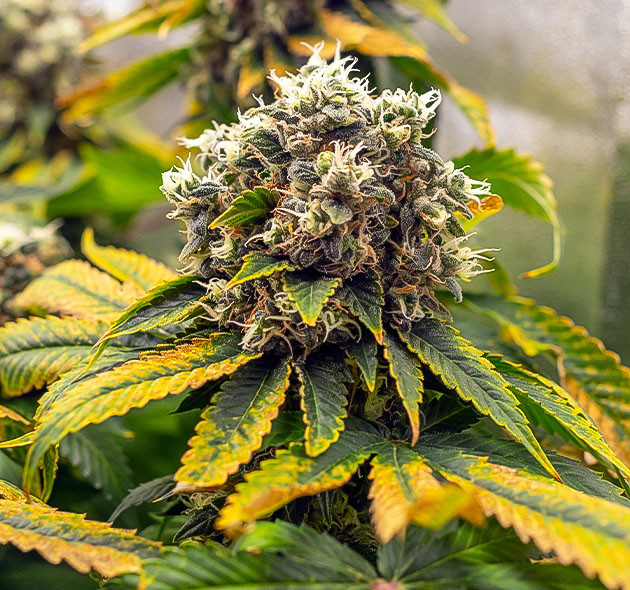 Подготовка к харвесту Промывка конопли