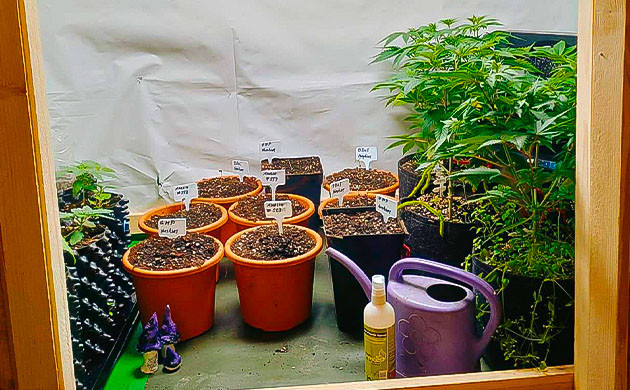 Росток конопли Grandmommy Purple