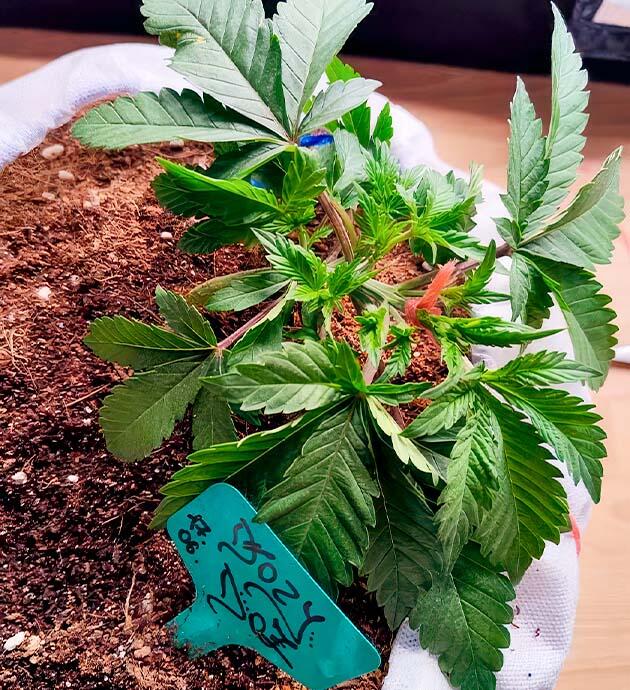 Dozy Doz в фазе восстановления после пересадки