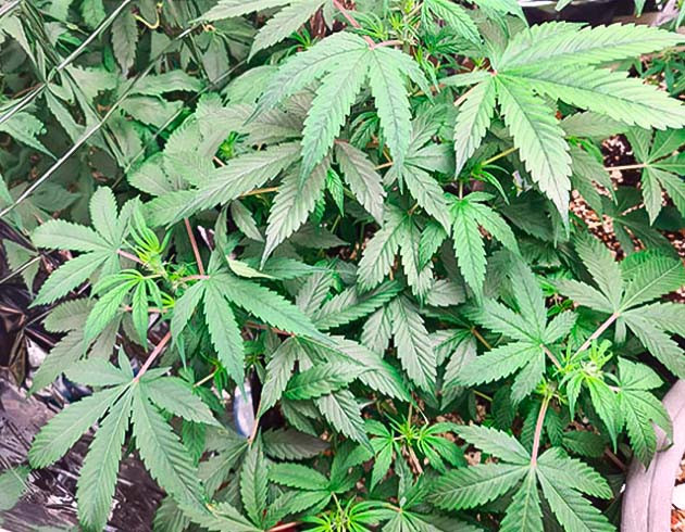 7 неделя вегетации конопли