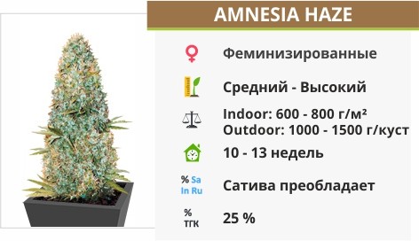 Сорт конопли Amnesia Haze Amnesia Haze
