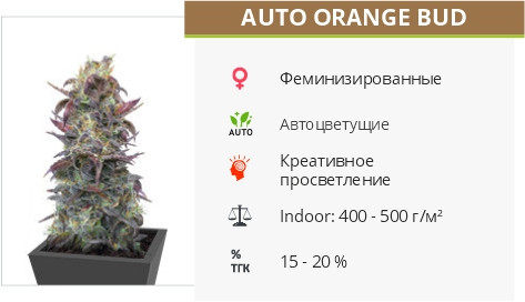 Auto Orange Bud от Dutch Passion