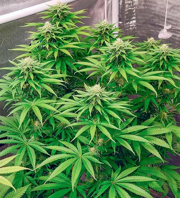 Появление трихом на соцветиях