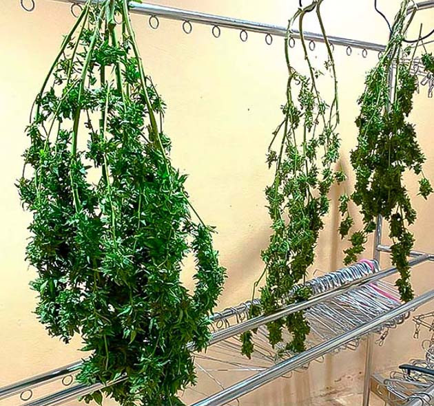 Срезанные кусты конопли