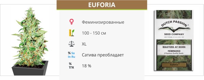 Euforia 