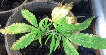 Последствия грибных комариков