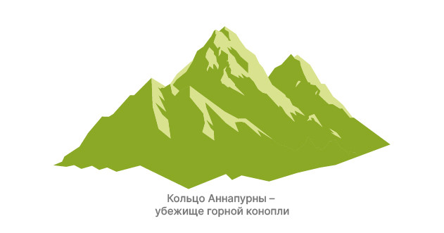 «Кольцо Аннапурны»: поля дикорастущей конопли