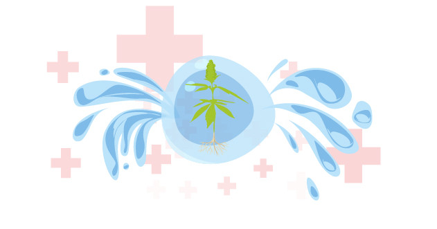 Формирование зеленой массы и соцветий в гидропонике