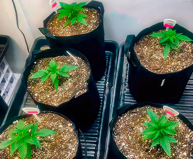 Кусты конопли в начале активной вегетации