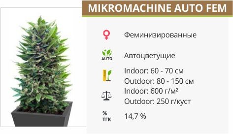 Mikromachine Auto (Kannabia Seeds)
