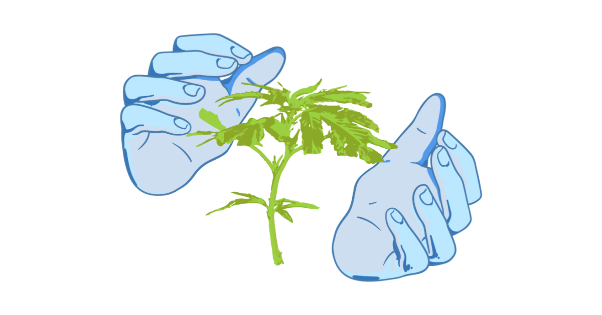 Черенок конопли