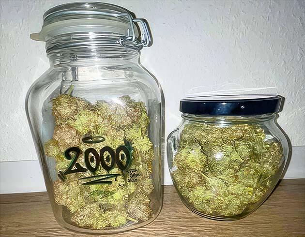 Собранные шишки конопли