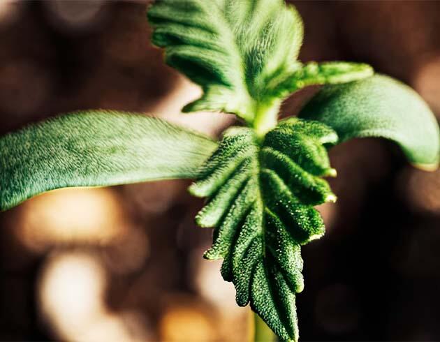 Росток сорта Lemon AK Auto