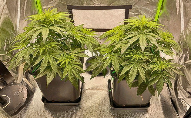 Конопля с первыми стигмами на старте цветения